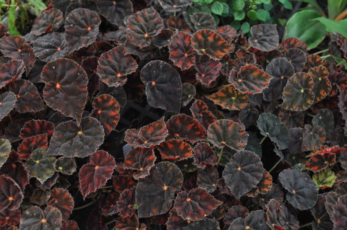 B. ‘Copper Sunset’